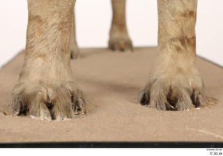 Striped Hyena Hyaena hyaena foot 0003.jpg